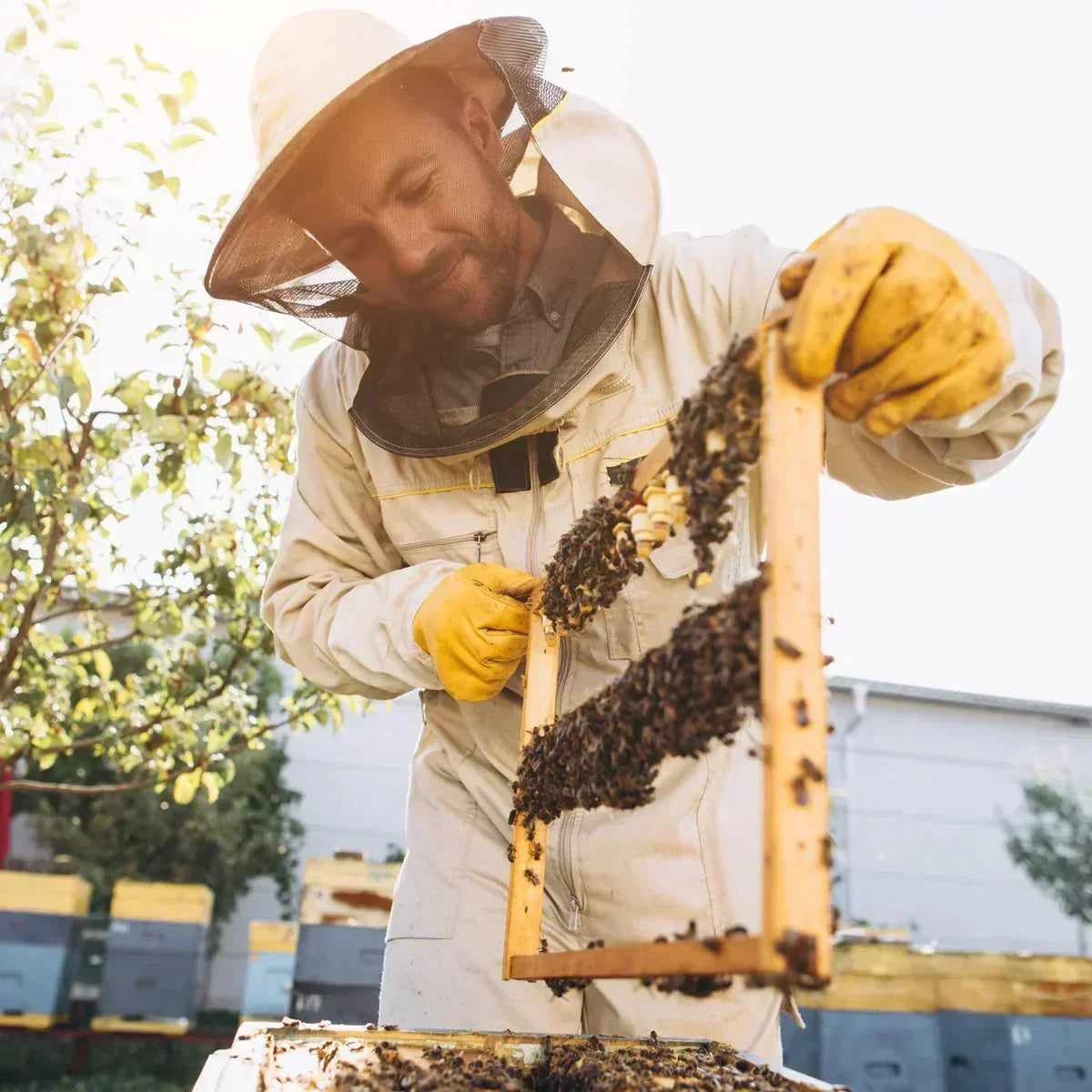 Melora Manuka Honey 850+ MGO™ UMF 20 • 250 g - Mannavita