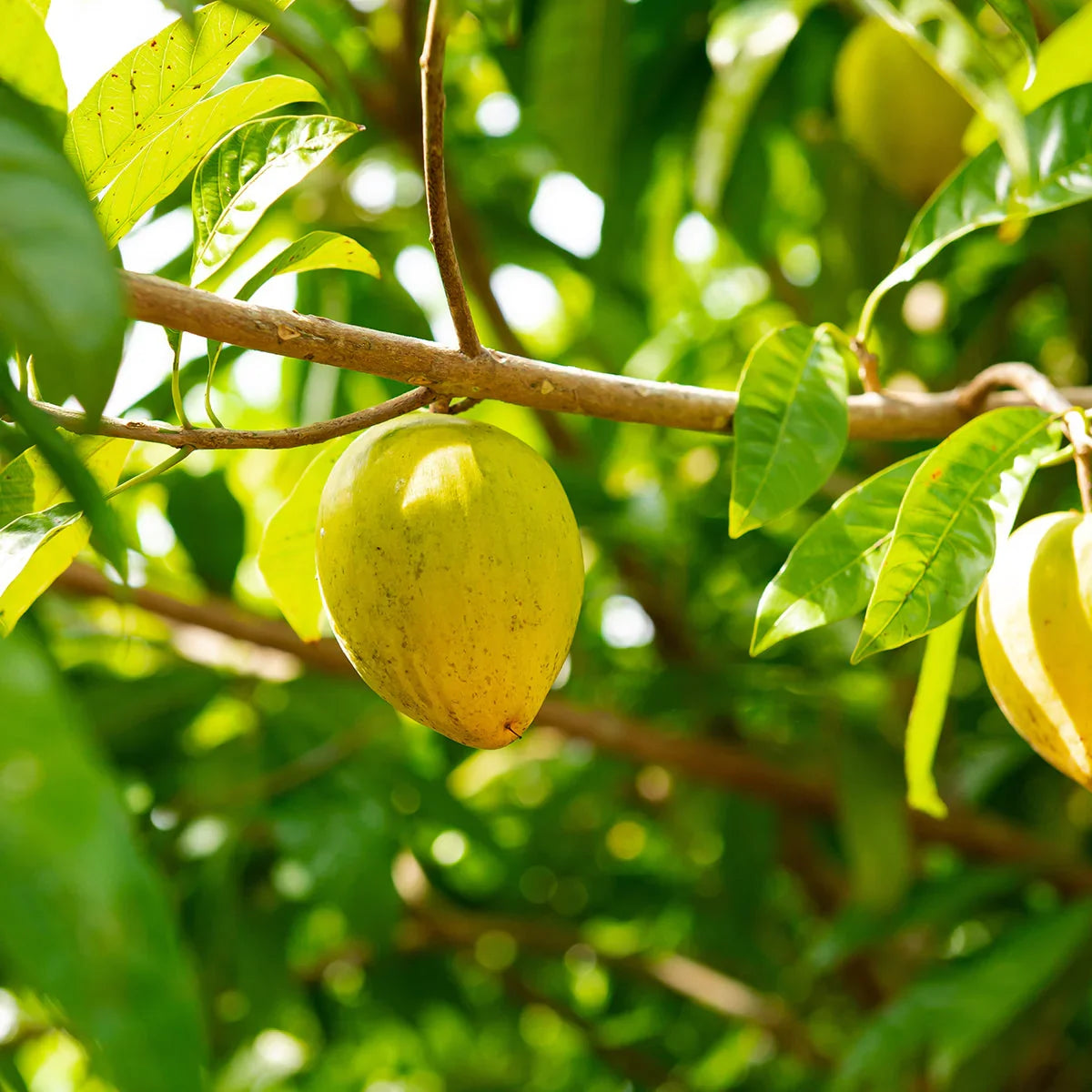 Mannavita Milk Thistle + Wheatgrass + Chlorella + Lucuma • 200 g - Mannavita