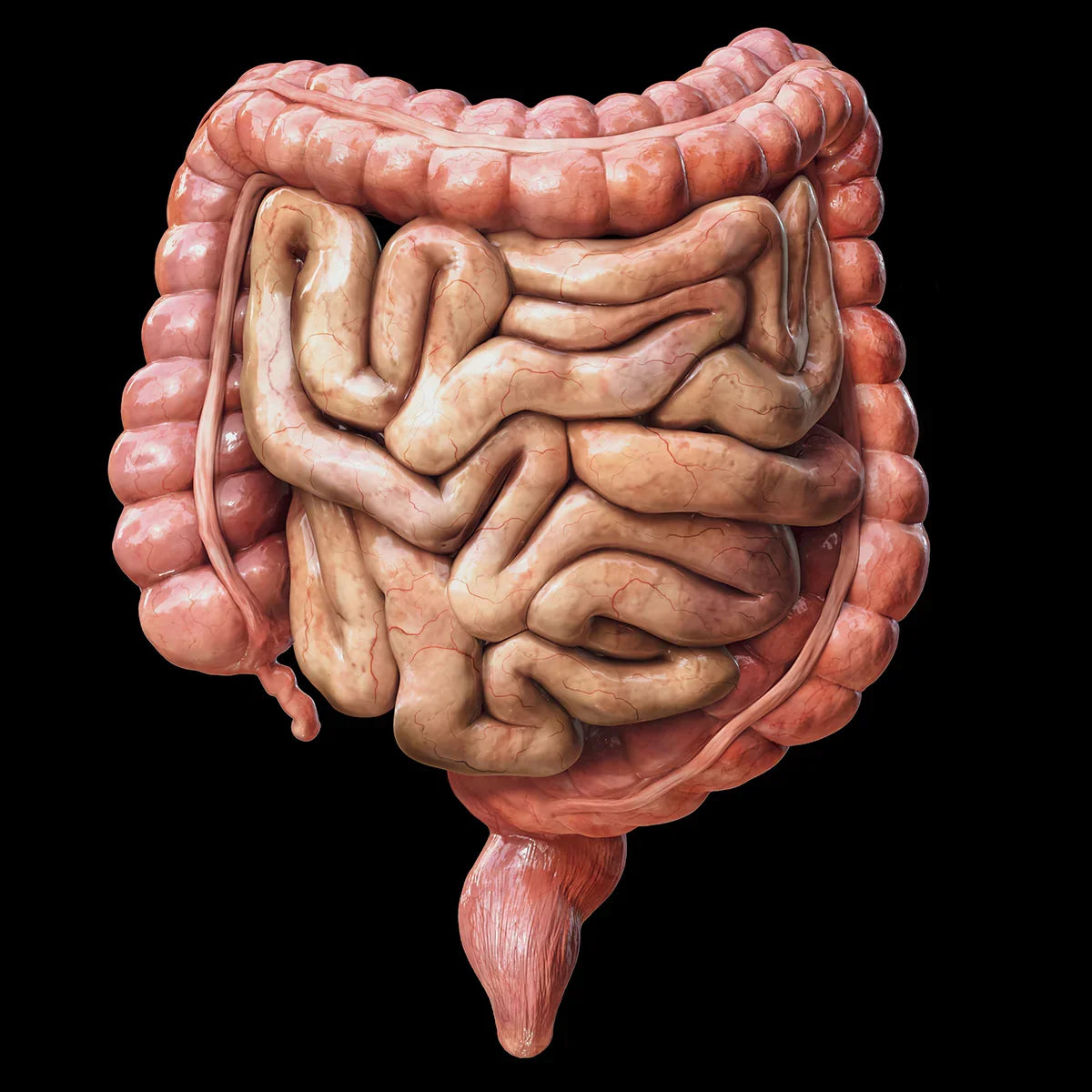 Multi Biotic probiotic • 20 billion bacteria from 8 strains • 30 capsules - Mannavita