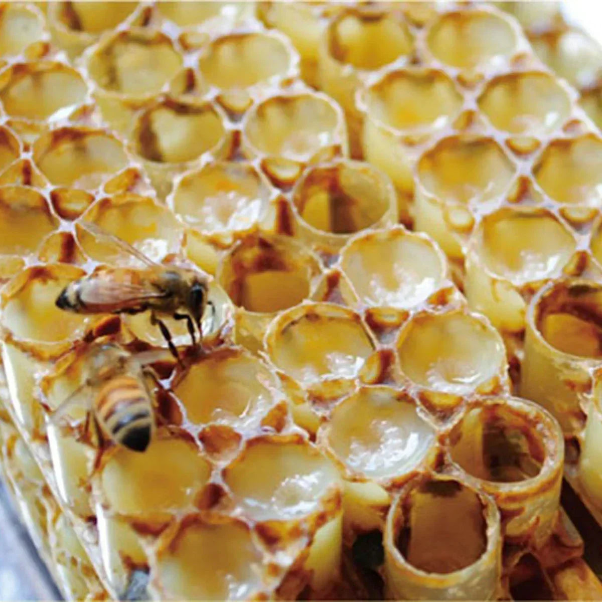 Mannavita Premium Royal jelly • 2.5% 10-HDA • 40g - Mannavita