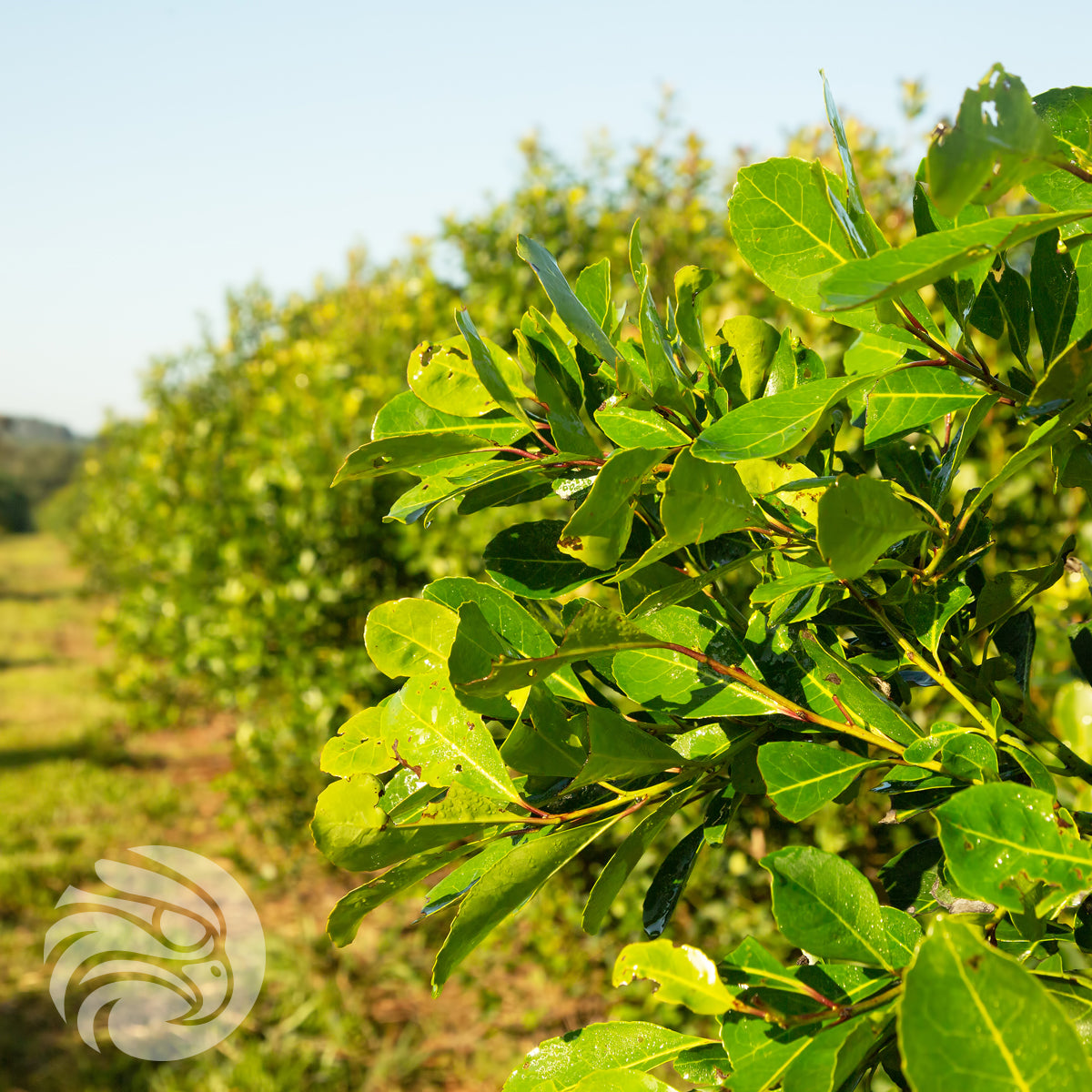 Té de yerba mate CBSé • Limón • 500 g