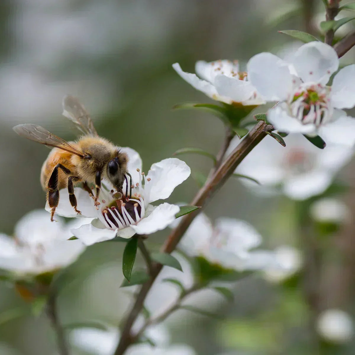 Melora Manuka Honey 850+ MGO™ UMF 20 • 250 g - Mannavita