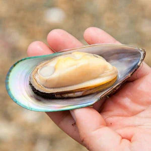 Mejillón de Labio Verde
