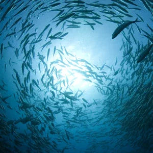 Aceite de Krill, Aceite de Pescado
