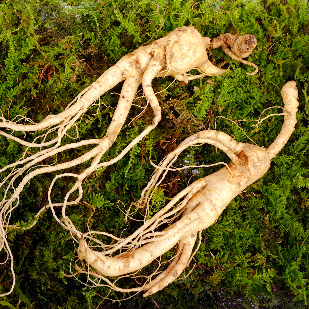 ENDOQIN mano de obra forte • 90 cápsulas