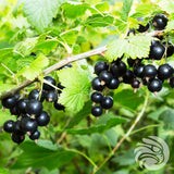 Pastillas de miel de manuka con grosella negra • 15 uds.