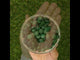 Mannavita • Tabletas de Spirulina 500 mg • 180 uds.