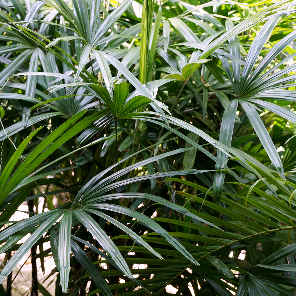 PROSTAX complejo prostático • 60 cápsulas