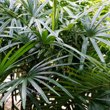 PROSTAX complejo prostático • 60 cápsulas