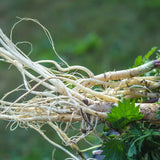 PROSTAX complejo prostático • 60 cápsulas