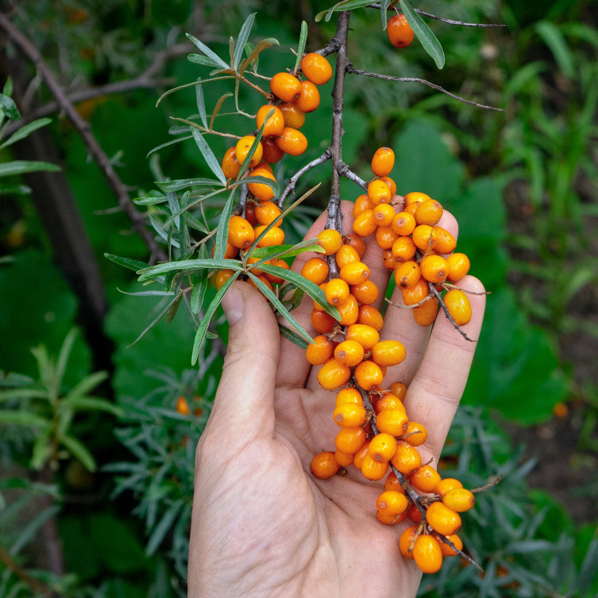 Aceite de semilla de espino amarillo húngaro prensado en frío Mannavita • 40 ml