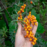 Aceite de semilla de espino amarillo húngaro prensado en frío Mannavita • 40 ml